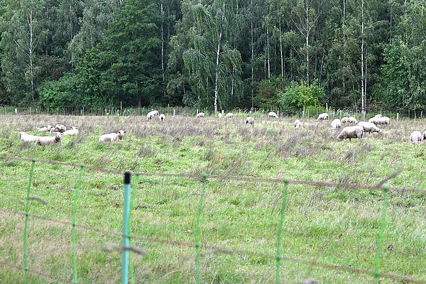Wolf tötet mehrere Schafe auf einer Weide nördlich von Heeßel