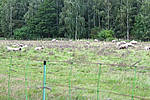 Wolf tötet mehrere Schafe auf einer Weide nördlich von Heeßel